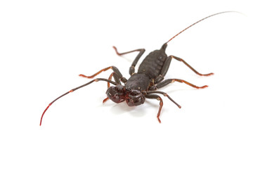  whip scorpion on white background