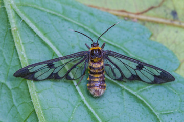 tiger grass borer moth on a leaf