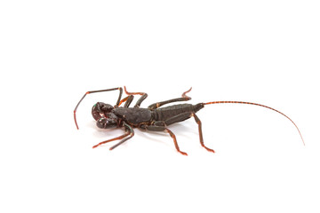  whip scorpion on white background