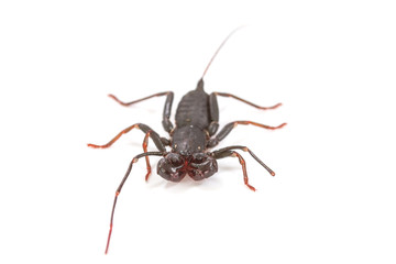  whip scorpion on white background