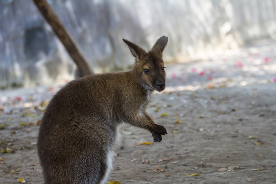 Young Kangaroo in park