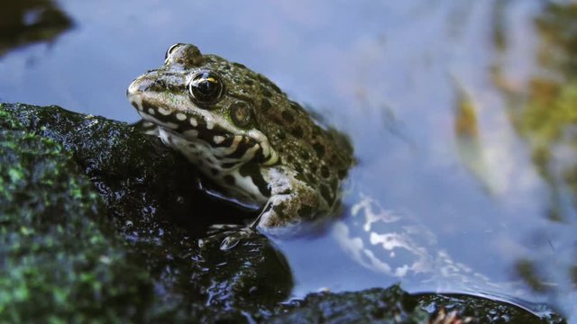  A frog sits in the water 