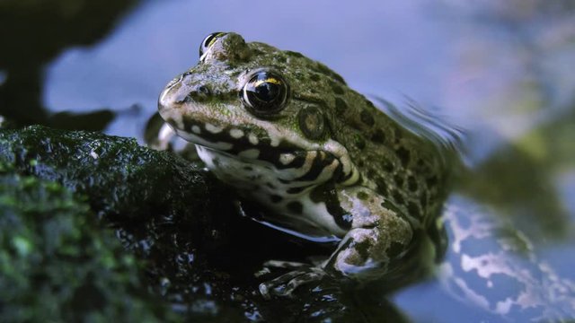 A frog sits in the water close up.