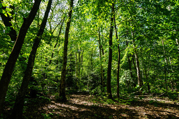 Fototapeta na wymiar sun shining through trees in the forest