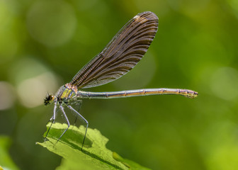 dragonfly closeup