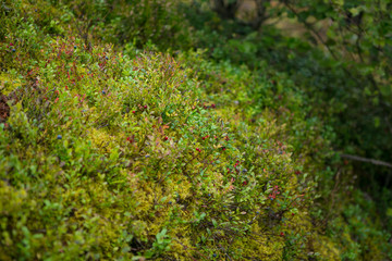  moss in the wood