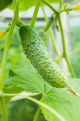 Fresh green cucumber hanging on plant. Cucumber growing in film greenhouses.