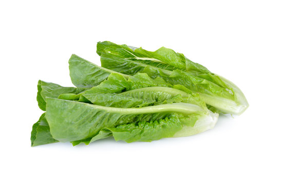 fresh cos lettuce on white background