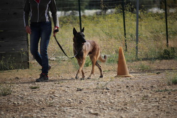 berger allemand malinois au fressage