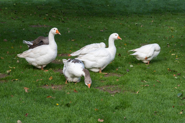Goose family in garden.