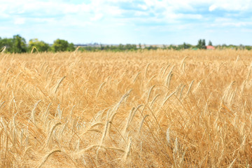View of beautiful wheat field