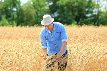 Naklejka na ściany i meble Man touching wheat spikelets in field
