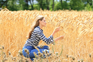 Naklejka na ściany i meble Woman touching wheat spikelets in field