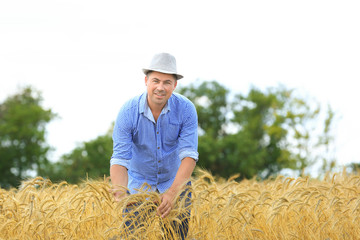 Naklejka na ściany i meble Man touching wheat spikelets in field
