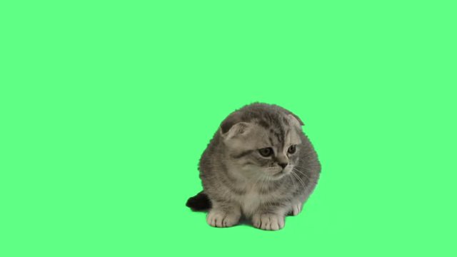   tabby British kitten looks on a green screen