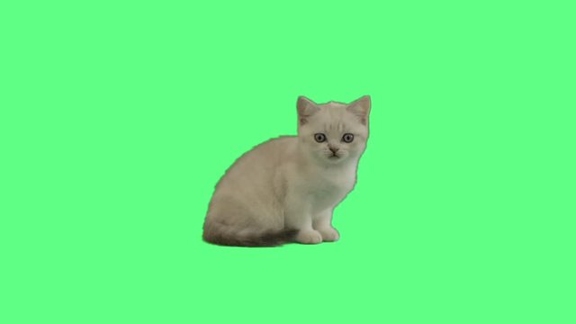 British kitten looks on green screen
