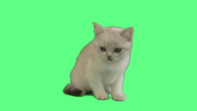 British kitten looks on green screen