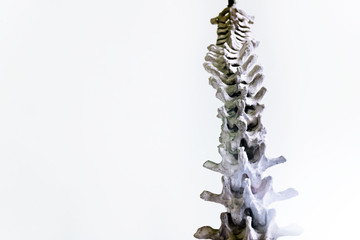 Obraz premium Vertebral column human