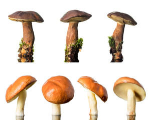 Beautiful forest mushrooms set isolated on white background.