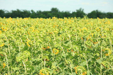 View of beautiful sunflower field