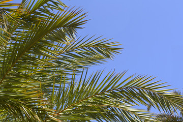 Fototapeta premium Palm tree on the sky background