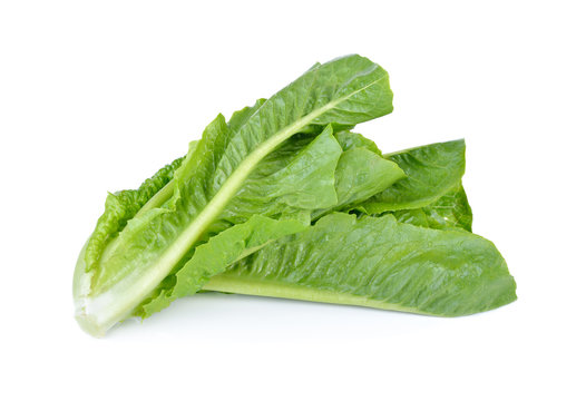 fresh cos lettuce on white background