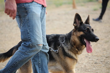 berger allemand malinois au fressage