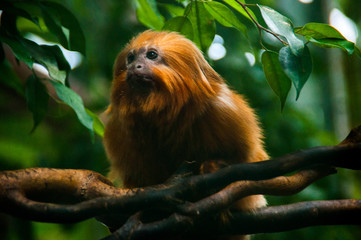 animal nature 