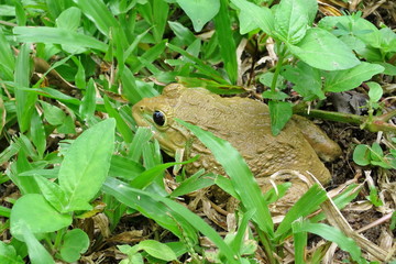Big frog sitting in the green grass at day time.