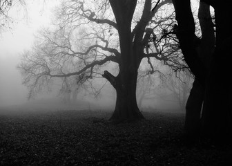 A Foggy winters day in London