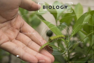 Bio technology professional engineer examining plant leaf disease insect.