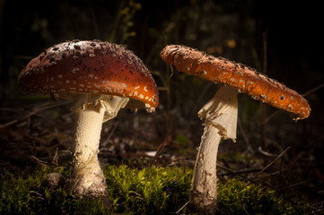 Mushrooms in the forest are illuminated by the sun's rays of light