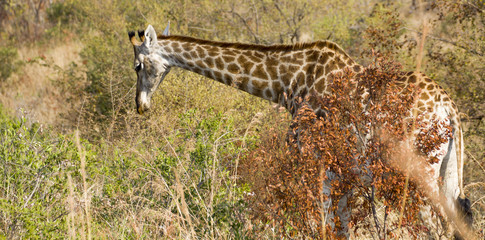 Giraffe - 172794609