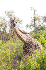 Giraffe - 172794625