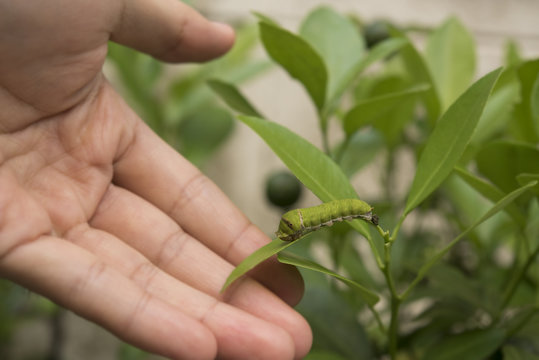 Bio technology professional engineer examining plant leaf disease insect.