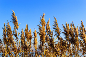 Dry inflorescences, leaves and stems of reed ordinary, Phragmites australis, against a clear blue sky. Background © Olga Soloveva