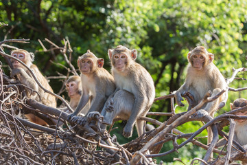 group of Long-tailed macaque monkeys stare sitting on the dried tre branches
