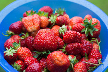 bowl of freshly picked strawberries