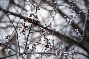branch of spring fruit flowers