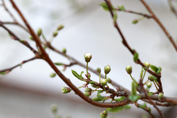 branch of spring fruit flowers