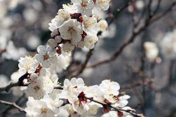 branch of spring fruit flowers