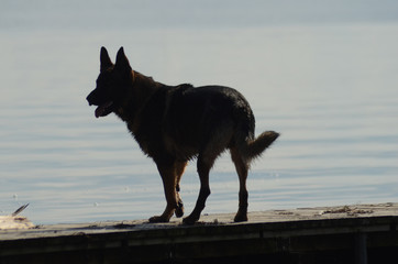 Silhouette of german Shepherd dog standing on a wooden bridge.