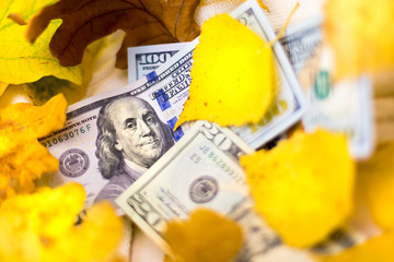 Dollars banknotes with yellow autumn leaves