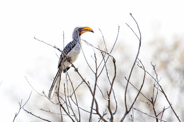 yellow beak hornbill