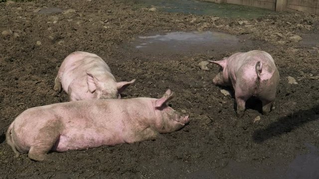 Pink pigs burrowing in the mud.