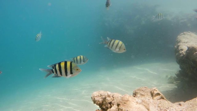 School of sergeant major damselfish (Abudefduf vaigiensis, Pomacentridae) on the beach in red sea, Marsa Alam, Egypt