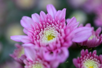 Detailaufnahme der Blüte einer Herbstaster