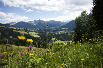 Alpenwiese mit Kräutern und Bergpanorama