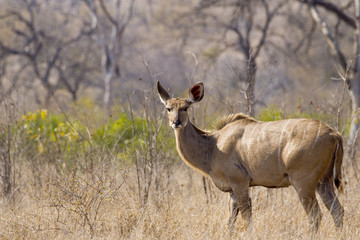 Kudu  - 172797660