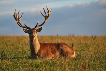 Naklejka premium Red deer male with his group during the deer rut in the nature habitat of Czech Republic, european wildlife, wild europa, deer rut, Cervus elaphus.